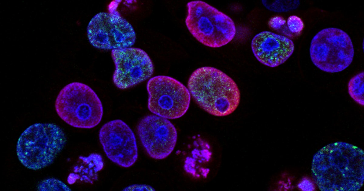 Shilajit and blood sugar diabetes research