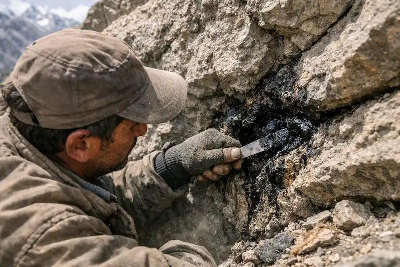 Authentic shilajit being collected from Himalayan mountain rock crevice